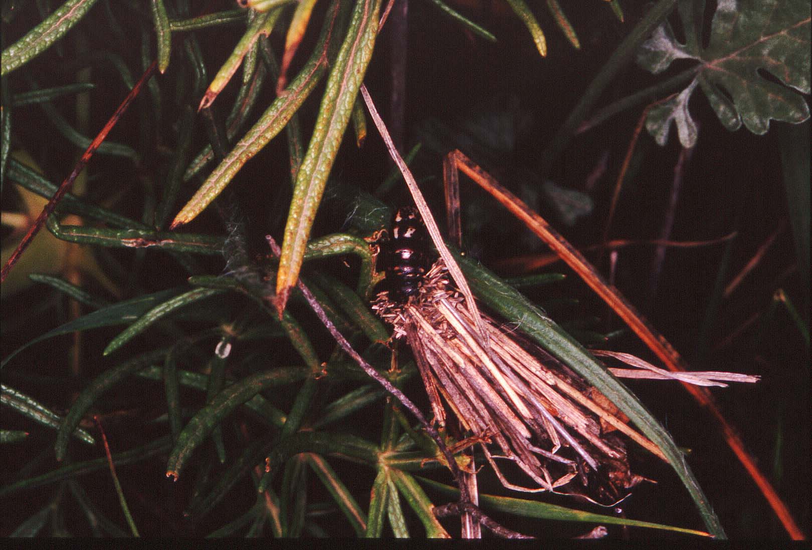 Larve di Malacosoma (Malacosoma) franconicum